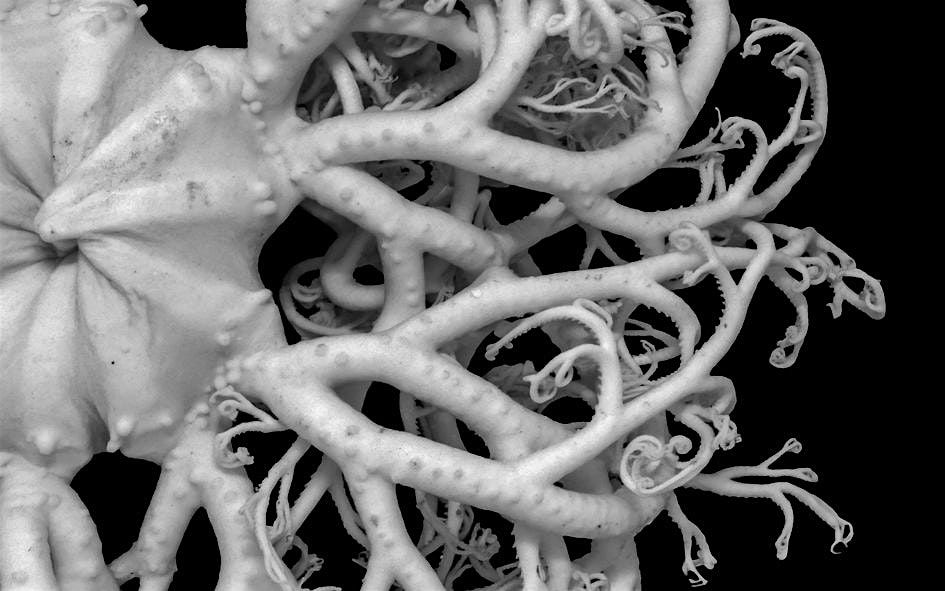 Exhibition: TENTACULAR THINKING by Susanne Fagerlund, 2 May | Event in Arhus | AllEvents