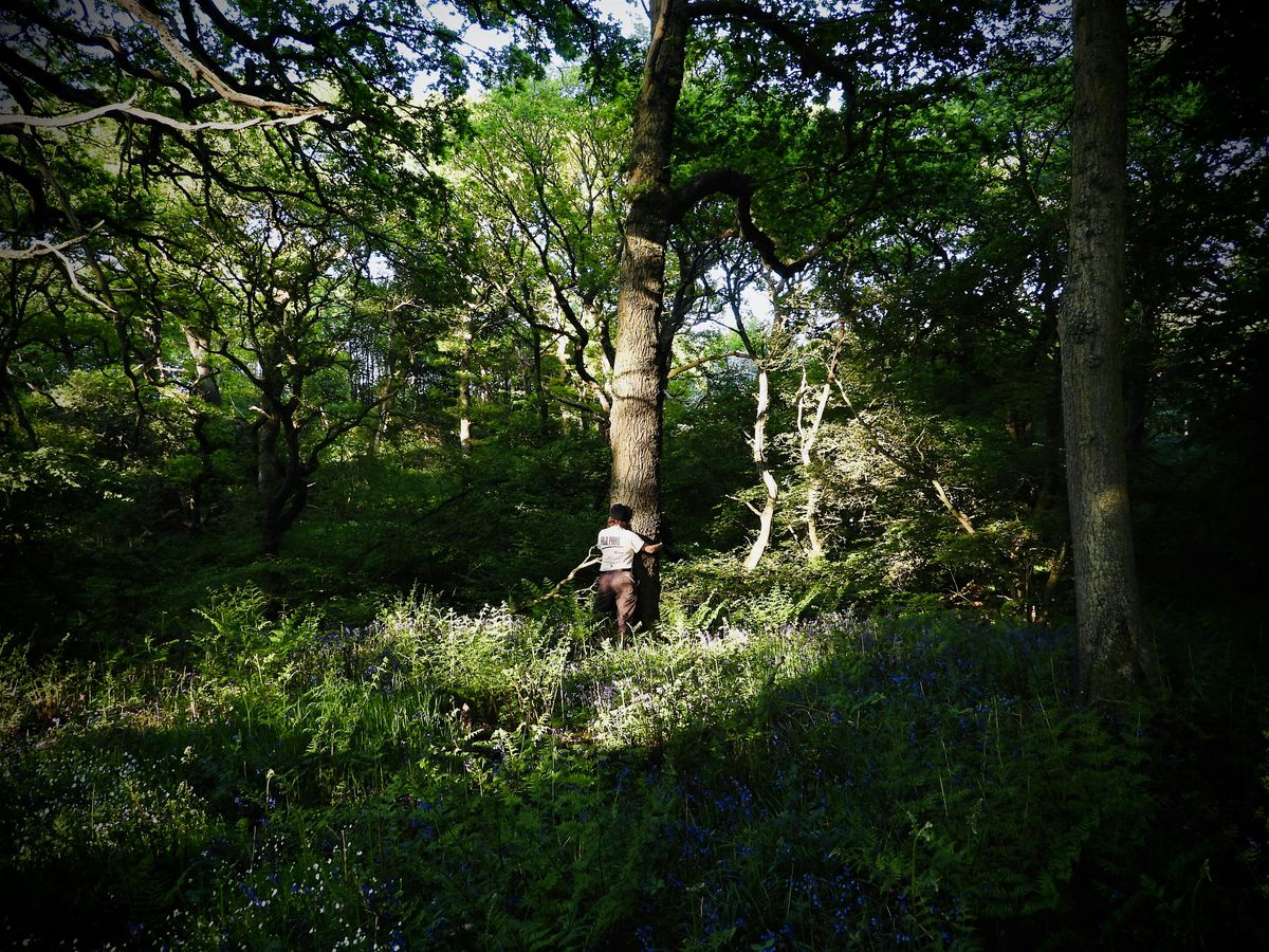 Beneath the Canopy: Forest Bathing at Wallington, 29 November | Event in Cambo | AllEvents