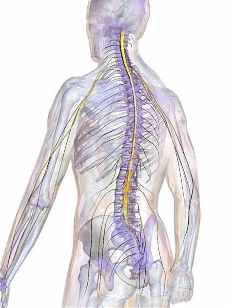 Spinal Study day, 20 November | Event in Middlesbrough | AllEvents