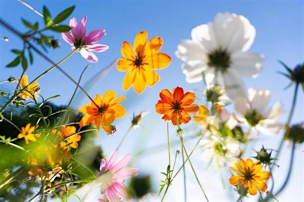 Adult Art Class w Selena; May Flowers, 25 May | Event in Albany | AllEvents