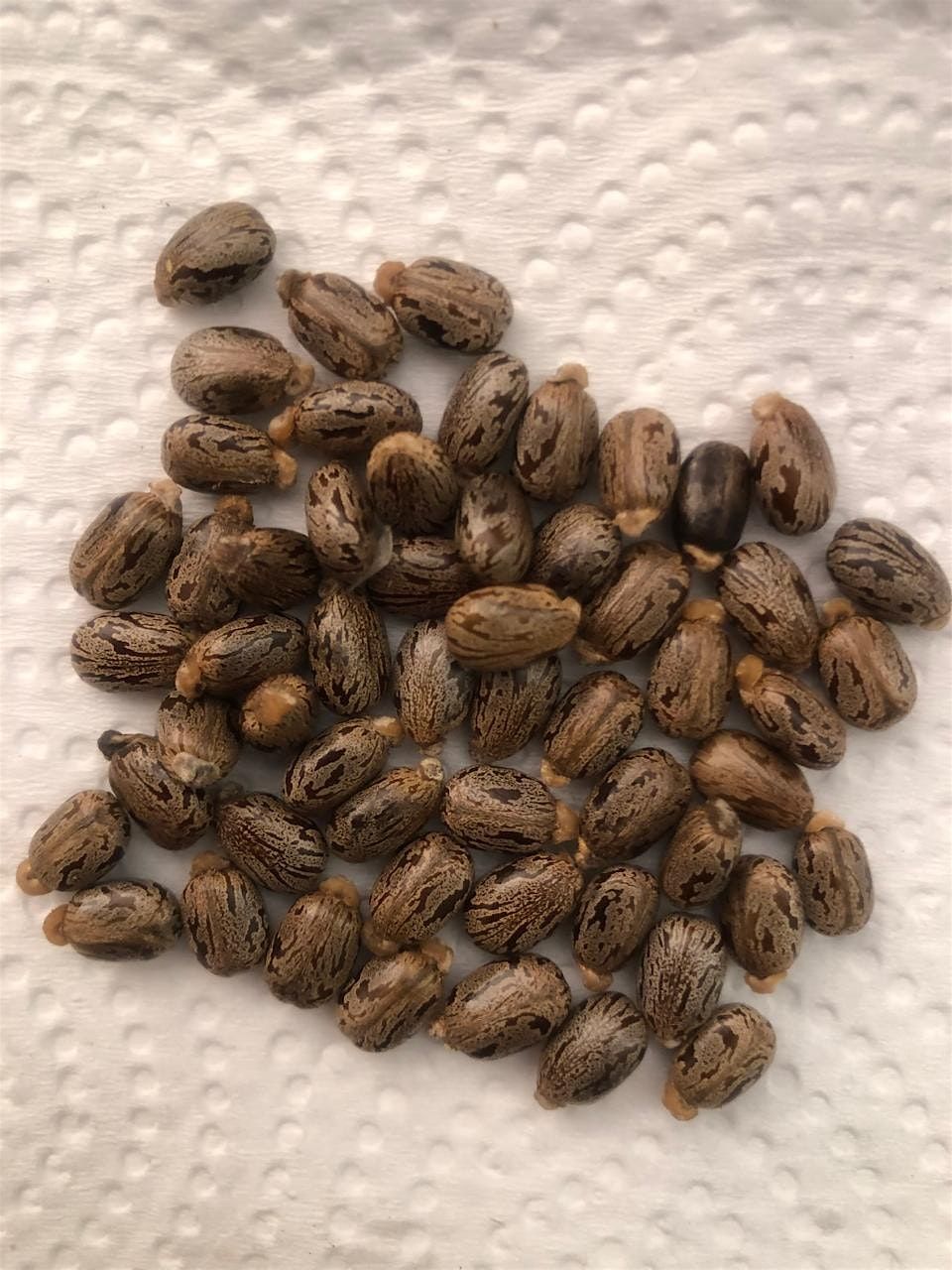 Jamaica Black Castor Bean Oil - a lecture /workshop, 17 October | Event in London | AllEvents