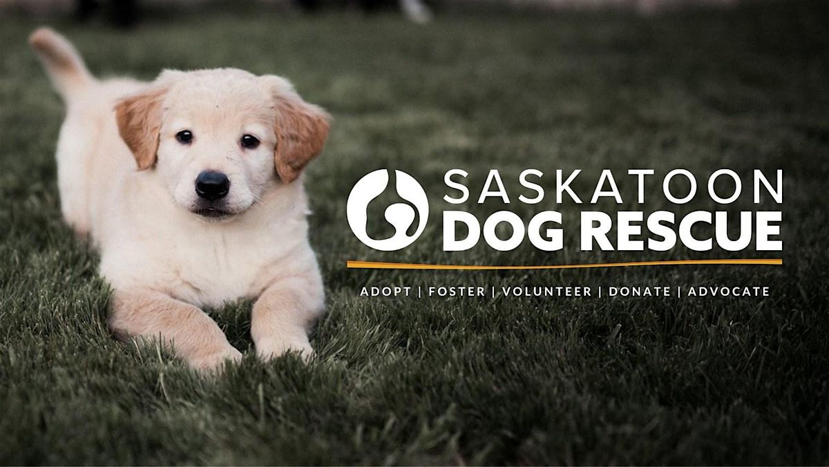 Stretch & Fetch Dogust Celebration - PUPPY YOGA CLASS, 17 August | Event in Crossmount | AllEvents