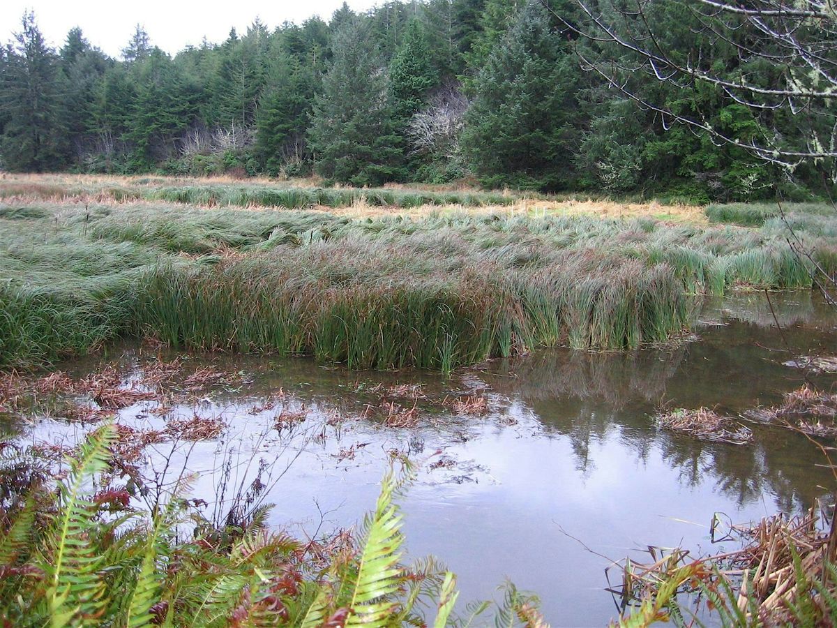 Nature Hike to Cox Pond