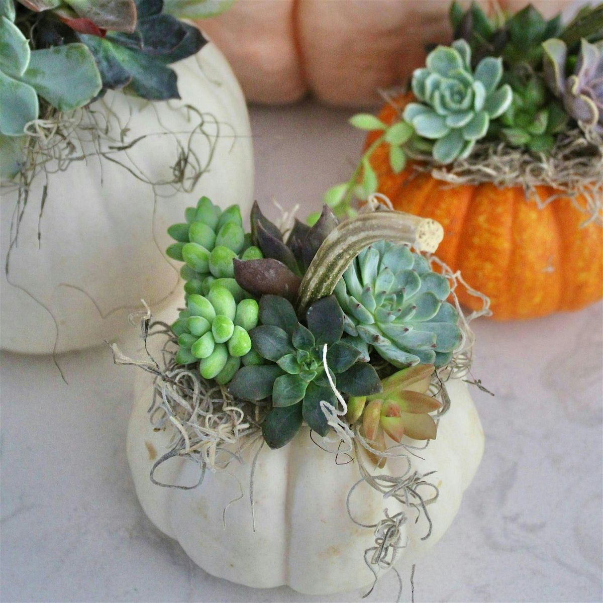 Succulent Pumpkin Planter, 18 September | Event in Newburgh | AllEvents