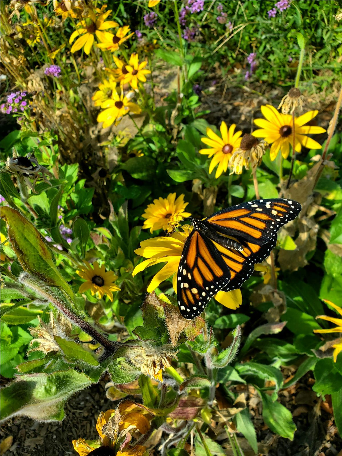 Monarch Butterfly Tagging, 30 August | Event in Cincinnati | AllEvents