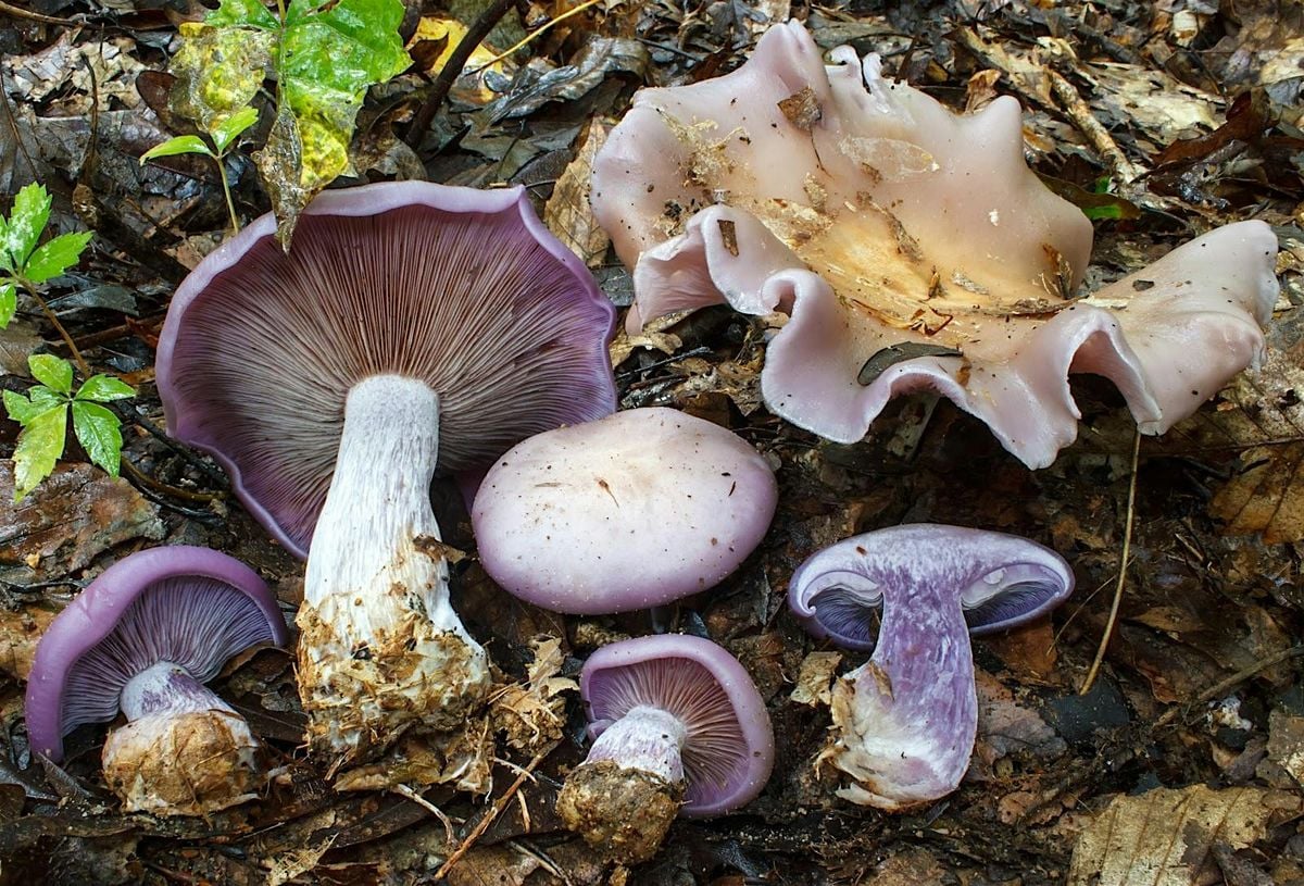 Intro to Mushroom Identification, 15 November | Event in Victoria | AllEvents