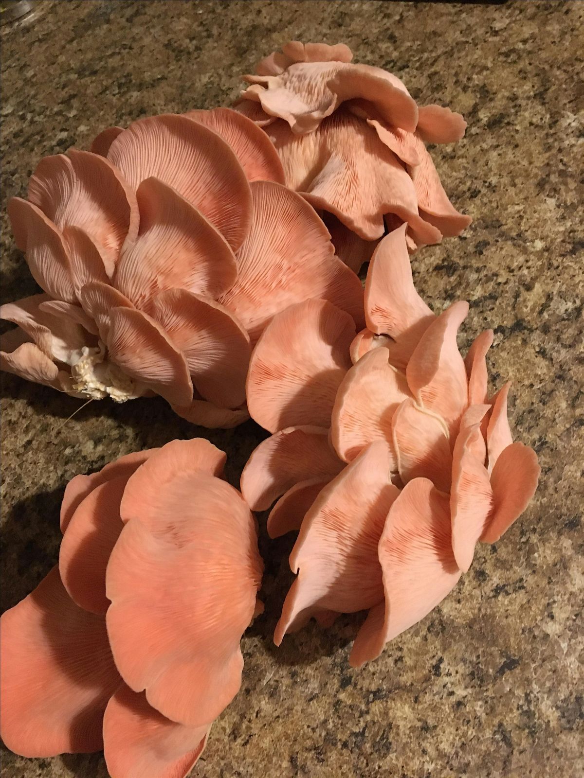 Pink Oyster Mushroom Planting | Event in Bakersfield | AllEvents