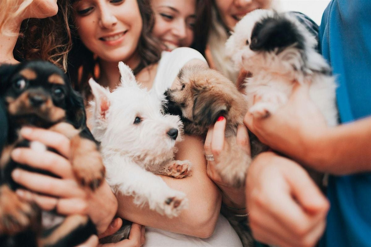 Paws on the Patio, 5 August | Event in Seattle | AllEvents