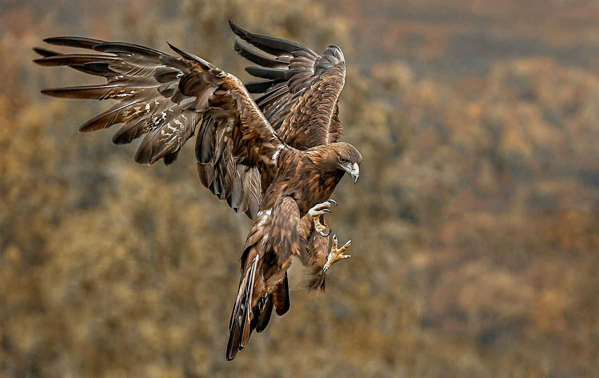 Langdon Bird of Prey Evening, 27 October | Event in Basildon | AllEvents