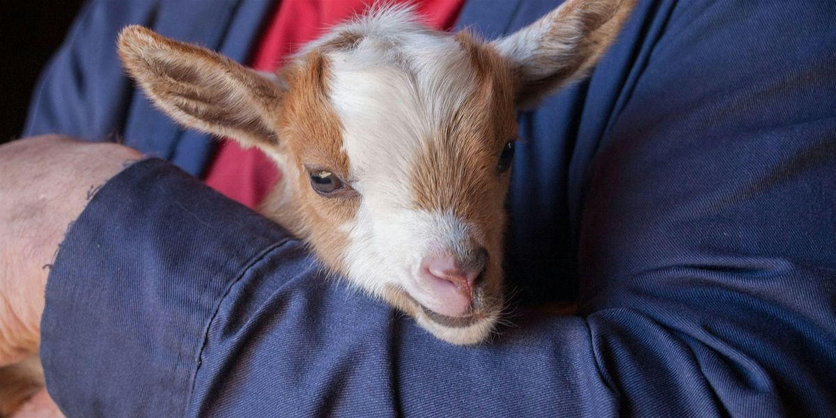 Baby Goat Snuggles and Basic Care, 15 March | Event in Lanexa | AllEvents