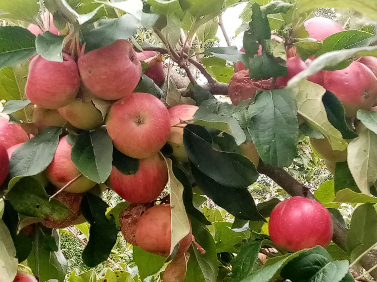 Orchard Management (Summer), 13 July | Event in Shrewsbury | AllEvents