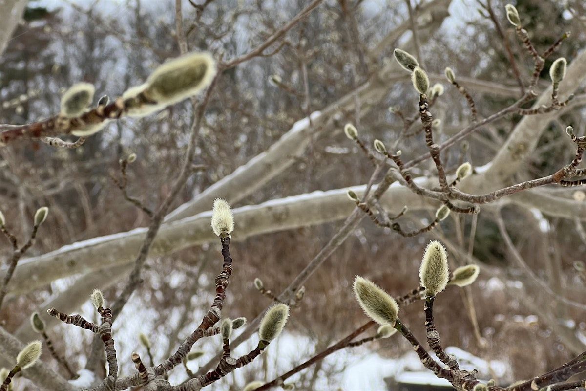 Forest Bathing at the Garden, 7 December | Event in Toronto | AllEvents