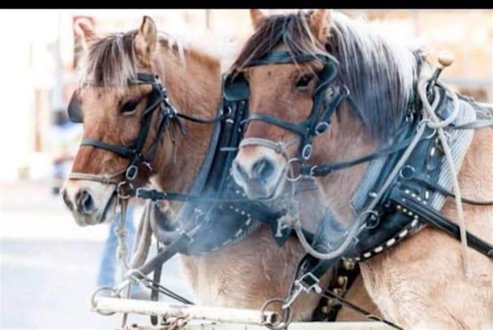 Get Western With Us! | Event in Buffalo | AllEvents