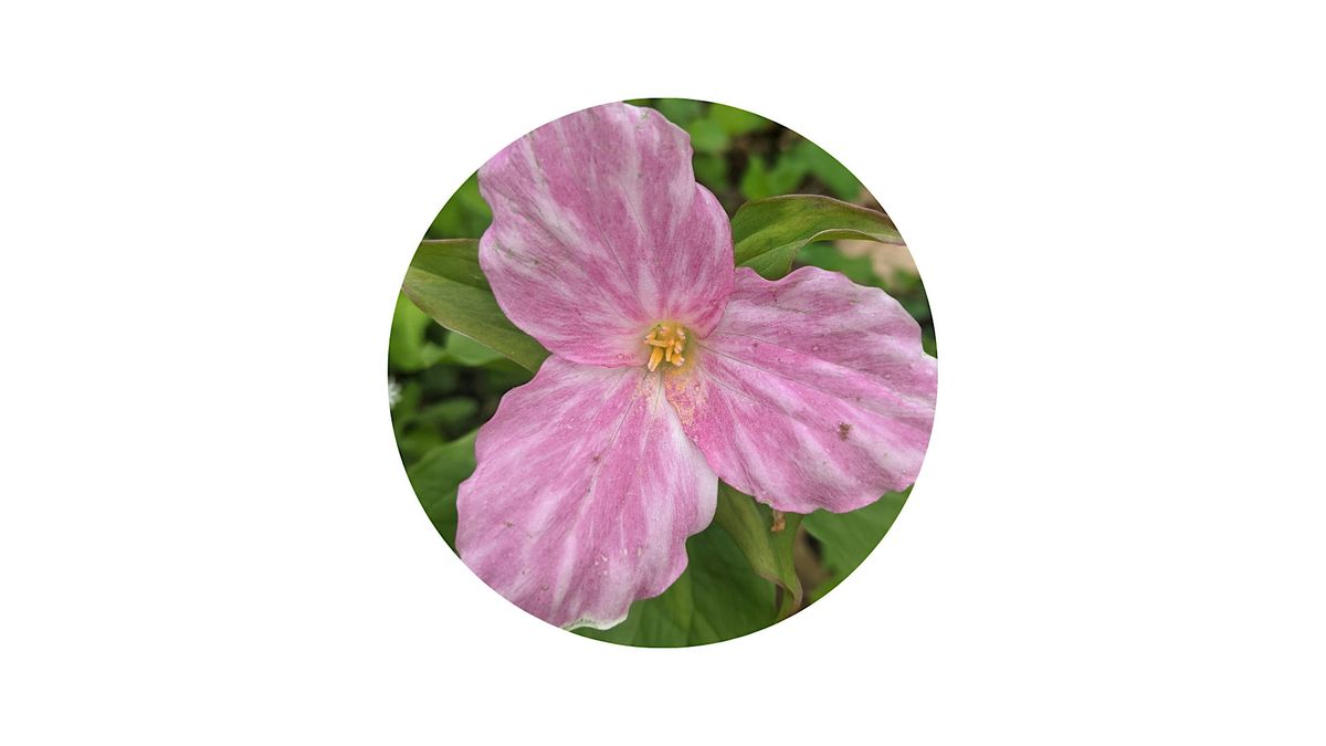 Wildflower Walk at the Thompson Wildlife Management Area | Event in Front Royal | AllEvents