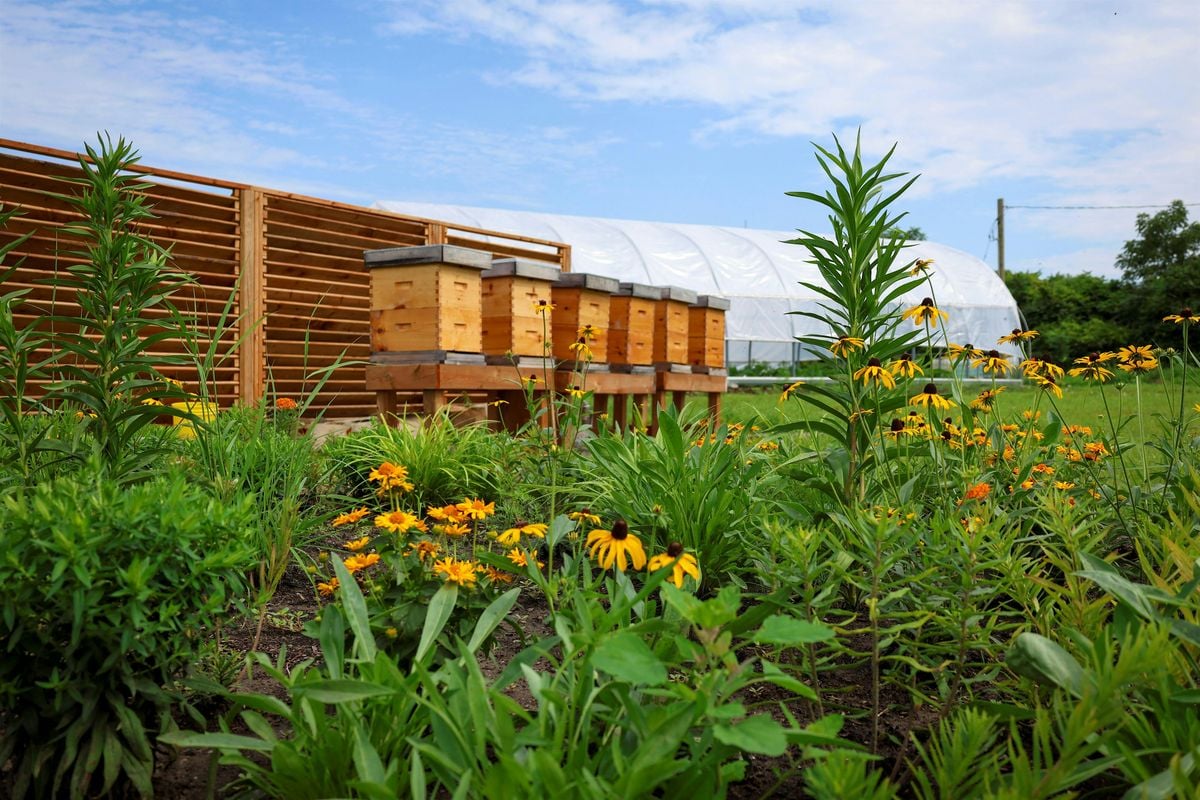 Introduction to Beekeeping, 31 May | Event in Ajax | AllEvents