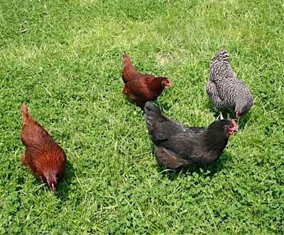 Troubleshooting Your Backyard Flock: Common Issues & Solutions (Yadkin), 17 July | Event in Yadkinville