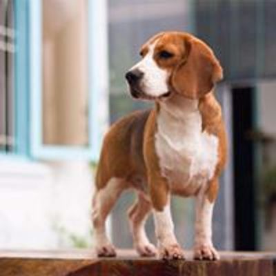 Vietnam Beagle Club - Trại nuôi chó săn thỏ thuần chủng FCI VKA