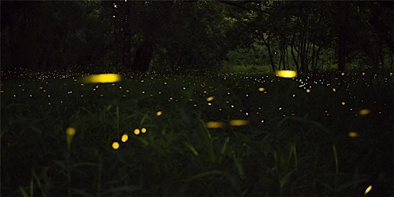 Firefly Hike: Wizard Ranch Nature Preserve, 5 July | Event in Hallam | AllEvents