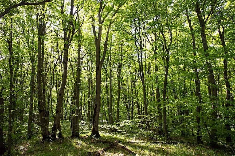 Tree Thinning - Duke's Wood, 10 October | Event in Jersey | AllEvents