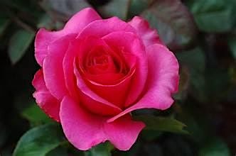 Rose Medicine: A Plant Spirit Communication Intensive, 25 May | Event in Webster Groves | AllEvents