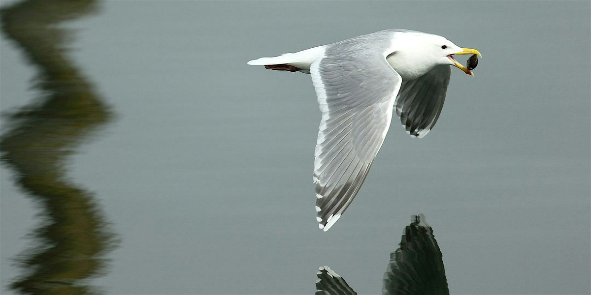 Migratory Bird Walk, 6 September | Event in Niagara Falls | AllEvents