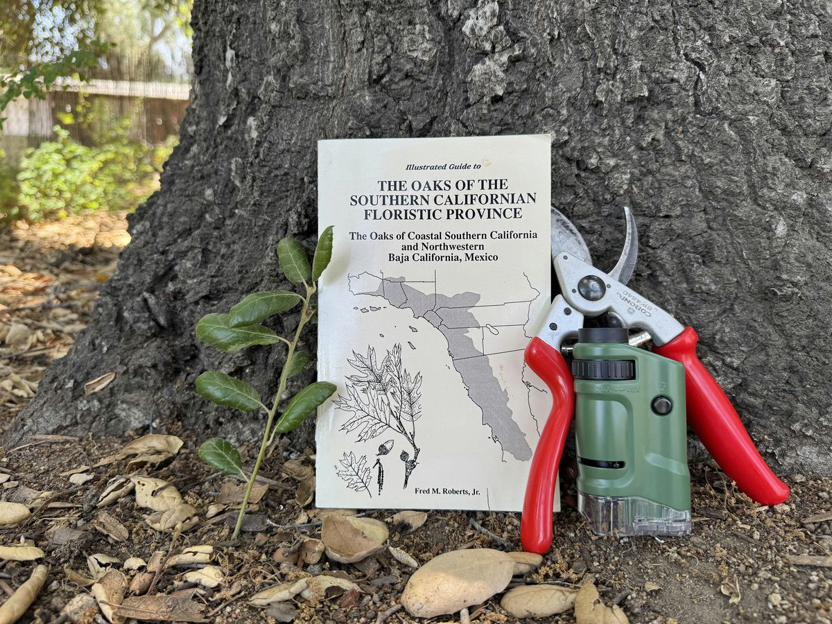 Botany of Oaks: A Native Tree Workshop  with Alison Lancaster, 28 June | Event in Los Angeles | AllEvents