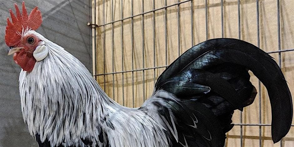 Poultry Workshop 2025, 13 September | Event in Kissimmee | AllEvents