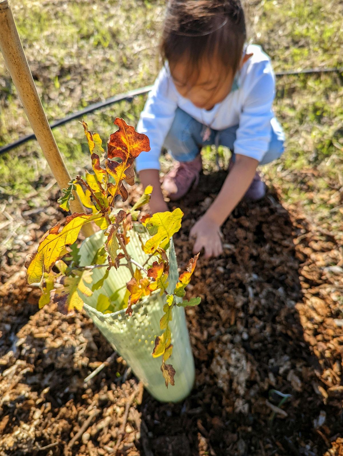 Tree TLC at East Natoma St., 20 September | Event in Folsom | AllEvents