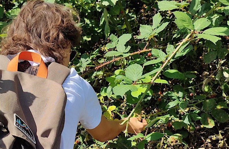 Discover Wild Food: Foraging Walks in Cambridge, 1 October | Event in Milton | AllEvents