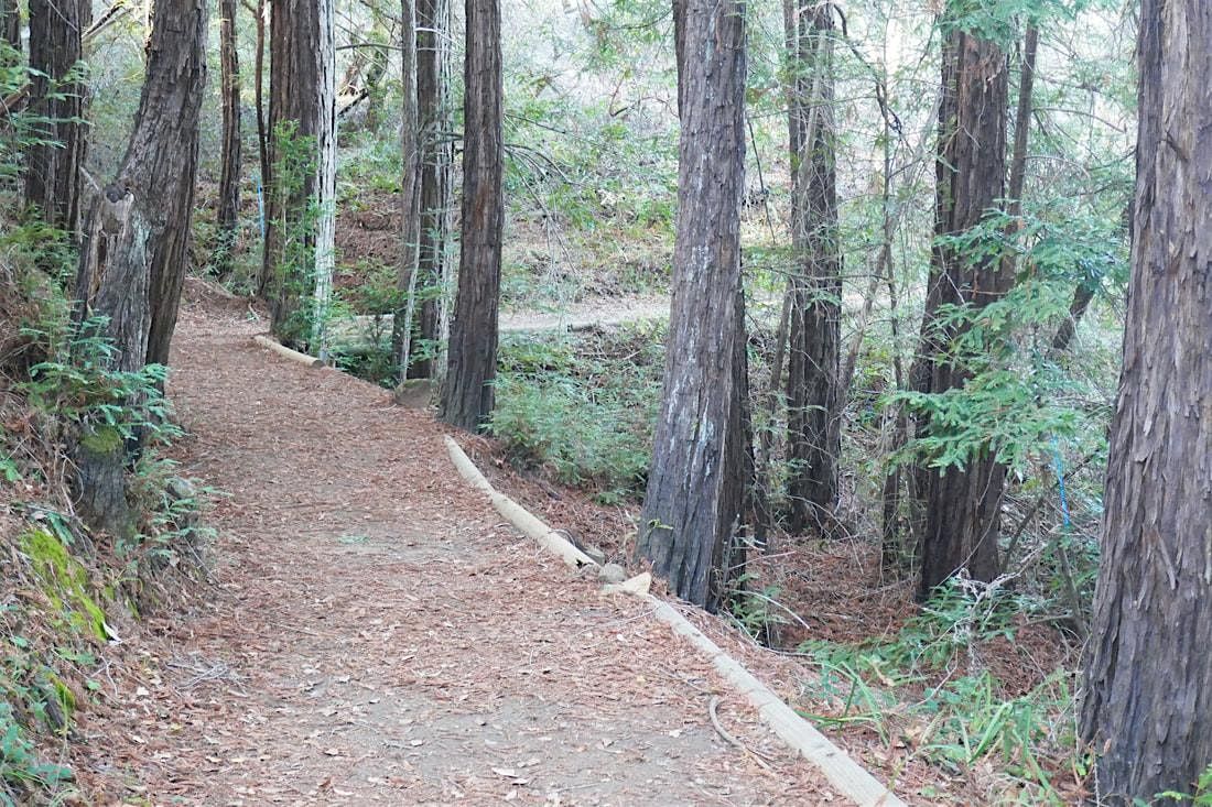 Nature Hike - Huddart Park, 14 May | Event in Woodside | AllEvents