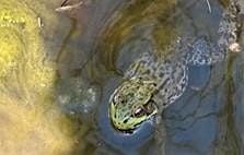 Mixed Media Frog in Vernal Pool | Cheryl Bielli, instructor, 20 May | Event in Gloversville | AllEvents
