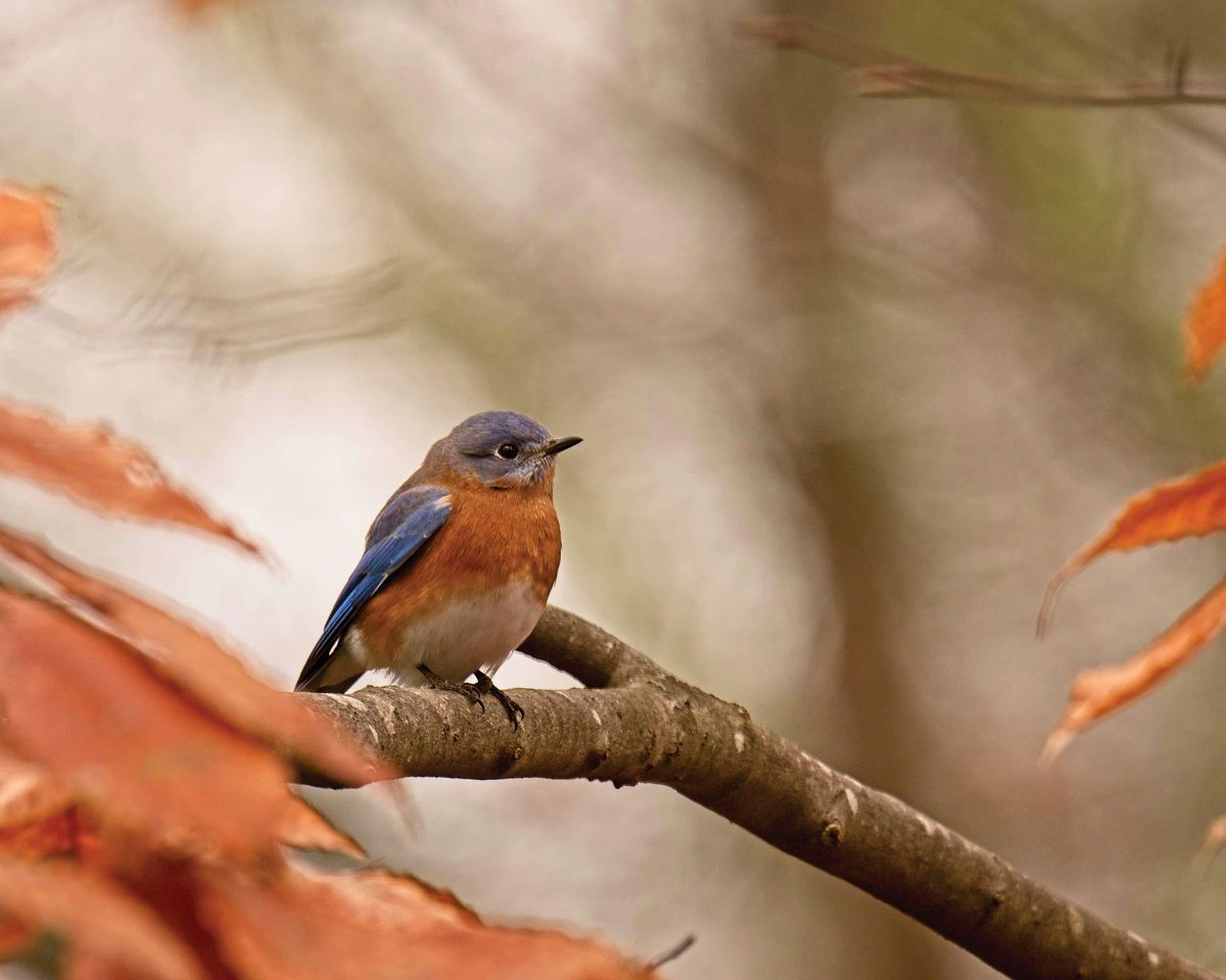 Birdability Week Accessible Bird Walk