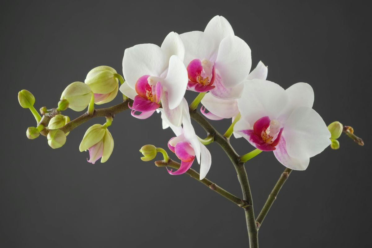 Orchid Mounting Workshop at Moss Houseplants, 25 May | Event in Boulder | AllEvents