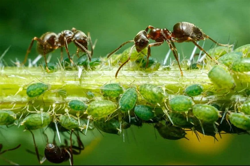 Common Garden Pests and What to do About Them, 9 August | Event in Coral Gables | AllEvents