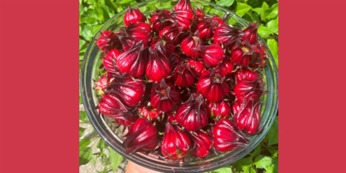 Florida Cranberry Sauce & Roselle Growing Workshop, 18 October | Event in Orlando | AllEvents
