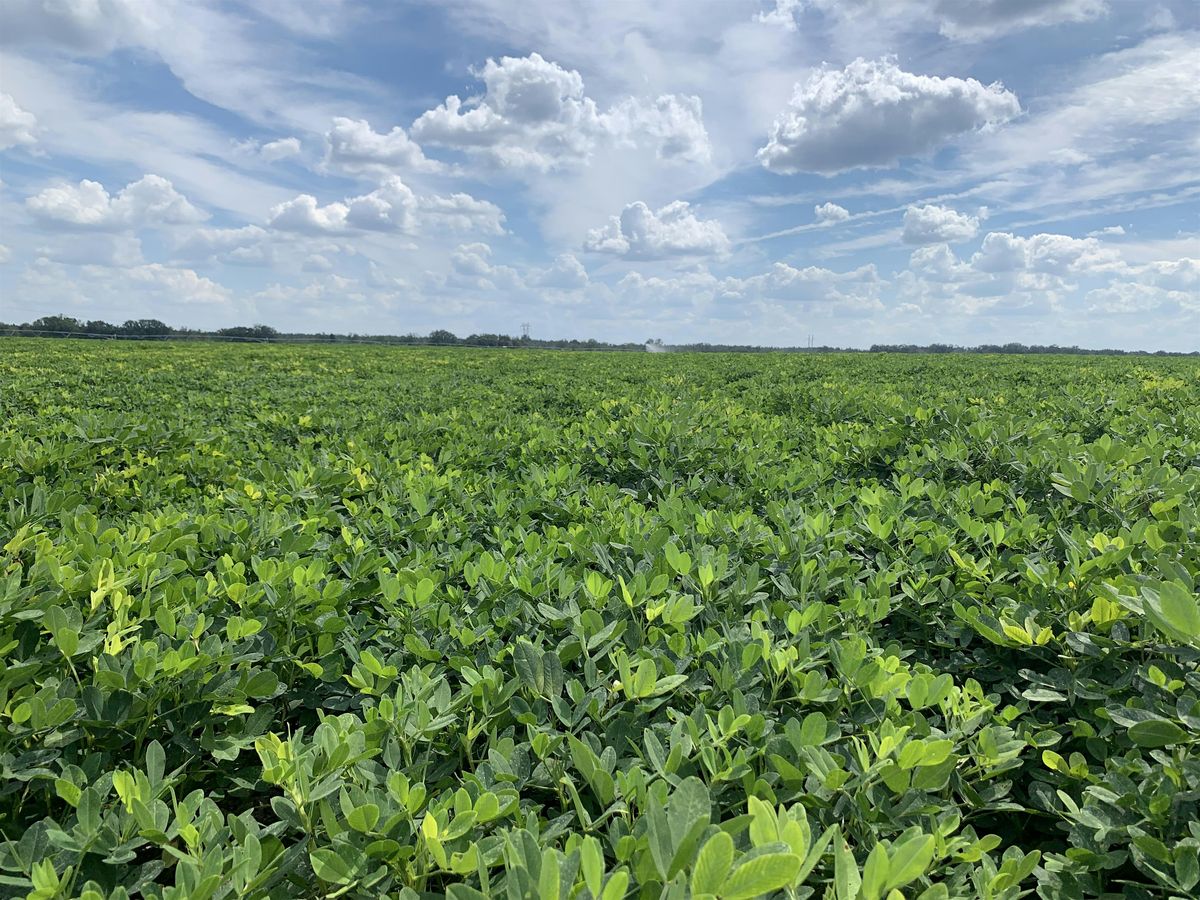 2025 Regional Peanut Field Day, 19 August | Event in Live Oak | AllEvents