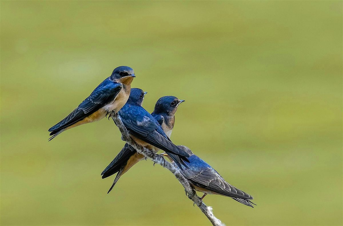 Petroglyphs and Passerines, 10 May | Event in Melba | AllEvents