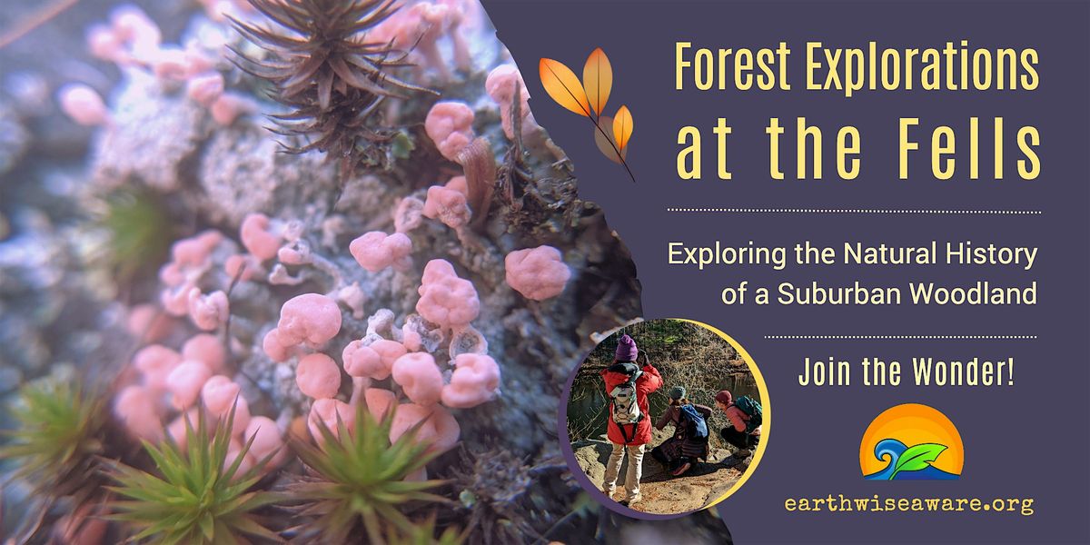 Fall Forest Explorations, 8 November | Event in Stoneham | AllEvents