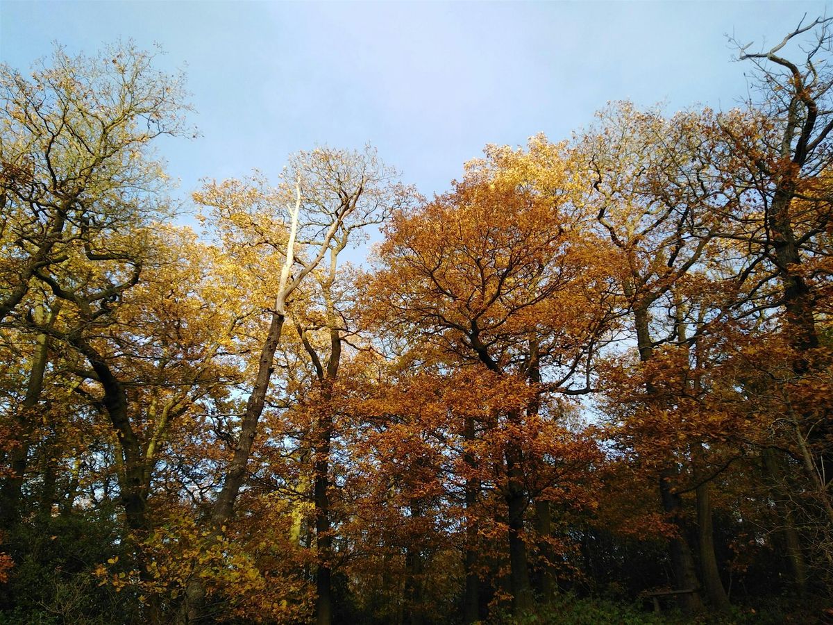 Learn how to Coppice at Hartshill Hayes Country Park., 3 December | Event in Nuneaton | AllEvents