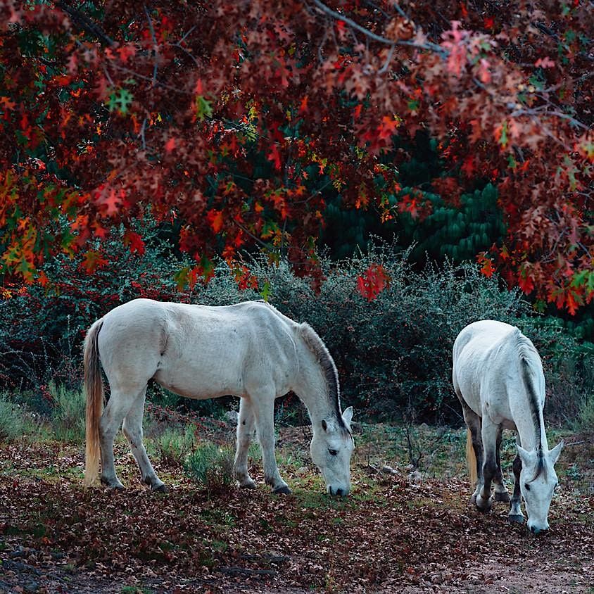 Working with Spirit Animals and Animal Medicine- Workshop, 25 September | Event in Onalaska | AllEvents