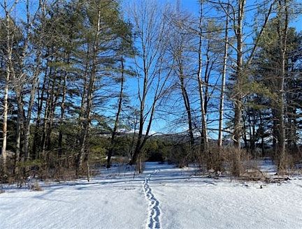 Forest Bathing, Winter, 6 December | Event in Benson | AllEvents