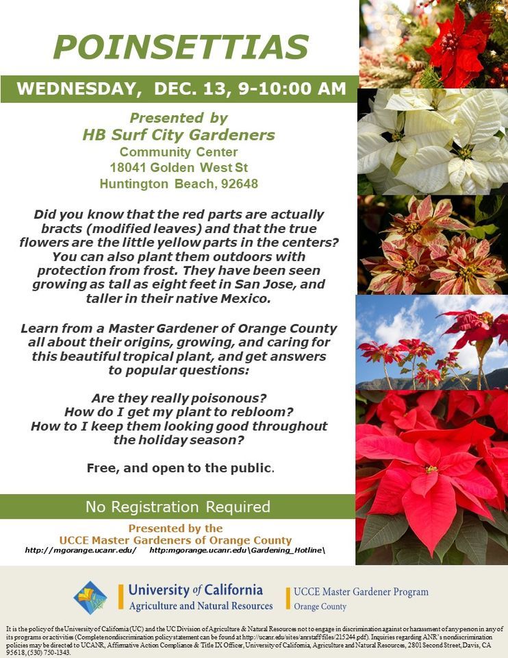 Poinsettias 18041 Golden West St Huntington Beach 92648 13 December poinsettias-18041-golden-west-st-huntington-beach-92648-13-december