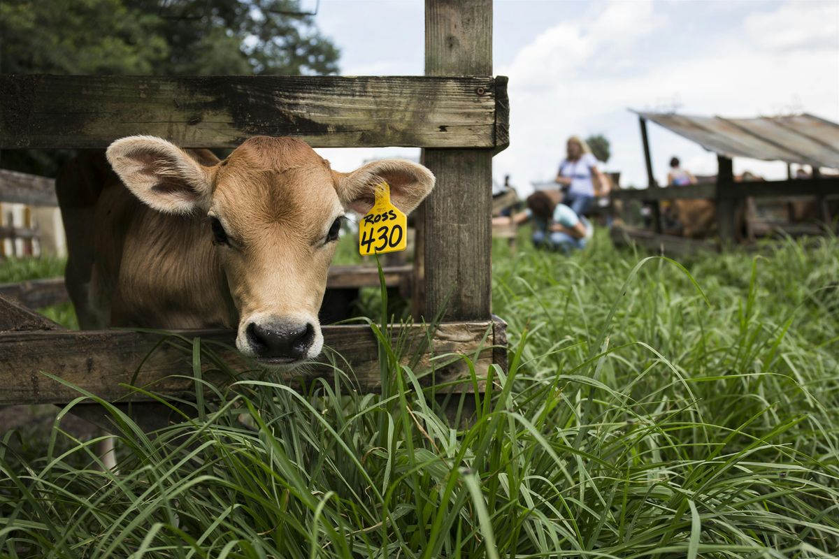 Living on a Few Acres Workshops - Farm Basics, 31 July | Event in Green Cove Springs | AllEvents
