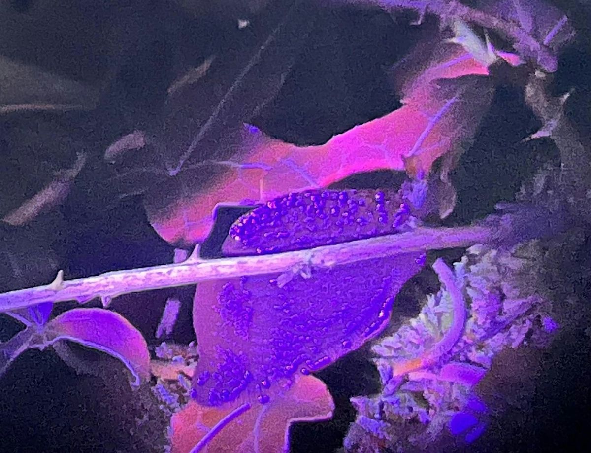 NWT Sweet Briar Marshes: Biofluorescent bugs (adult event), 3 March | Event in Norwich | AllEvents