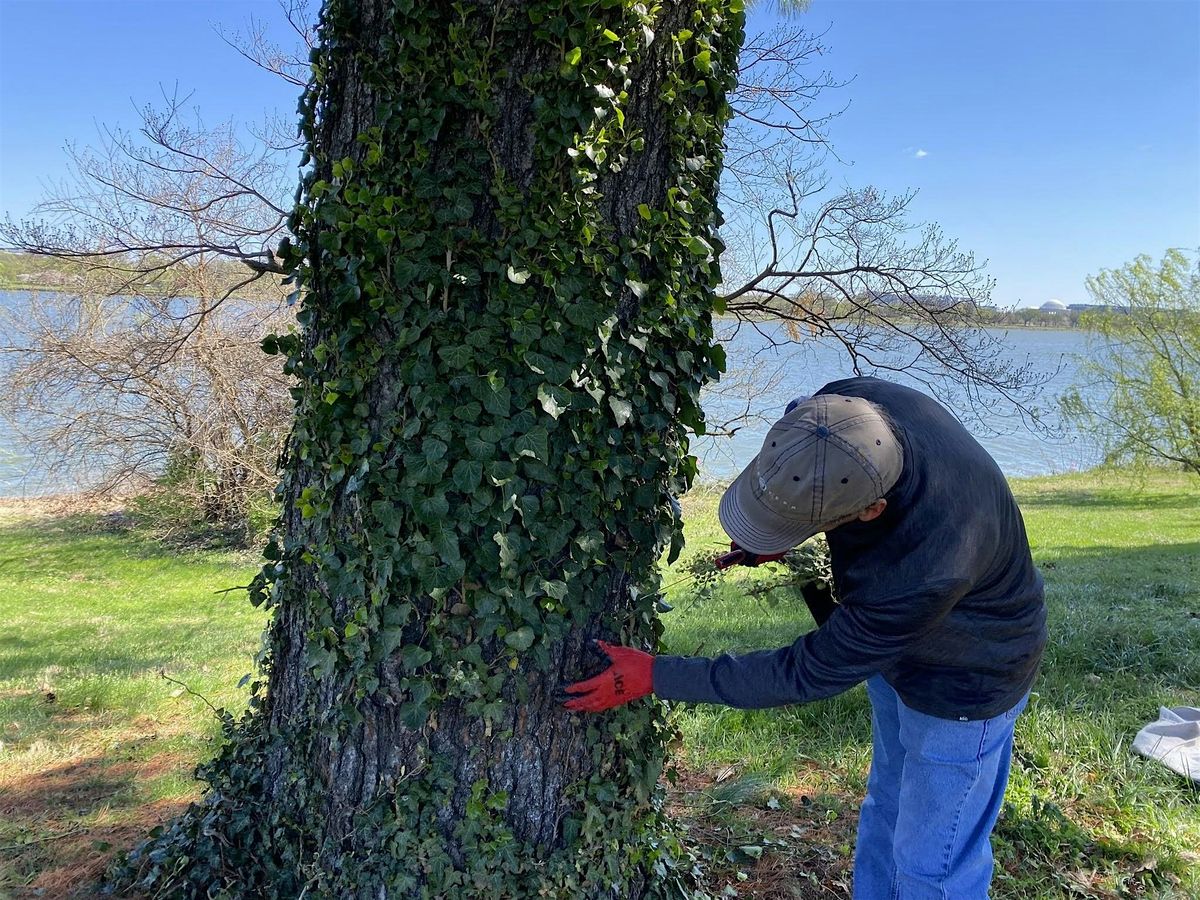 Vegetation Trimming and English Ivy Removal North of Memorial Bridge, 1 November | Event in Washington | AllEvents