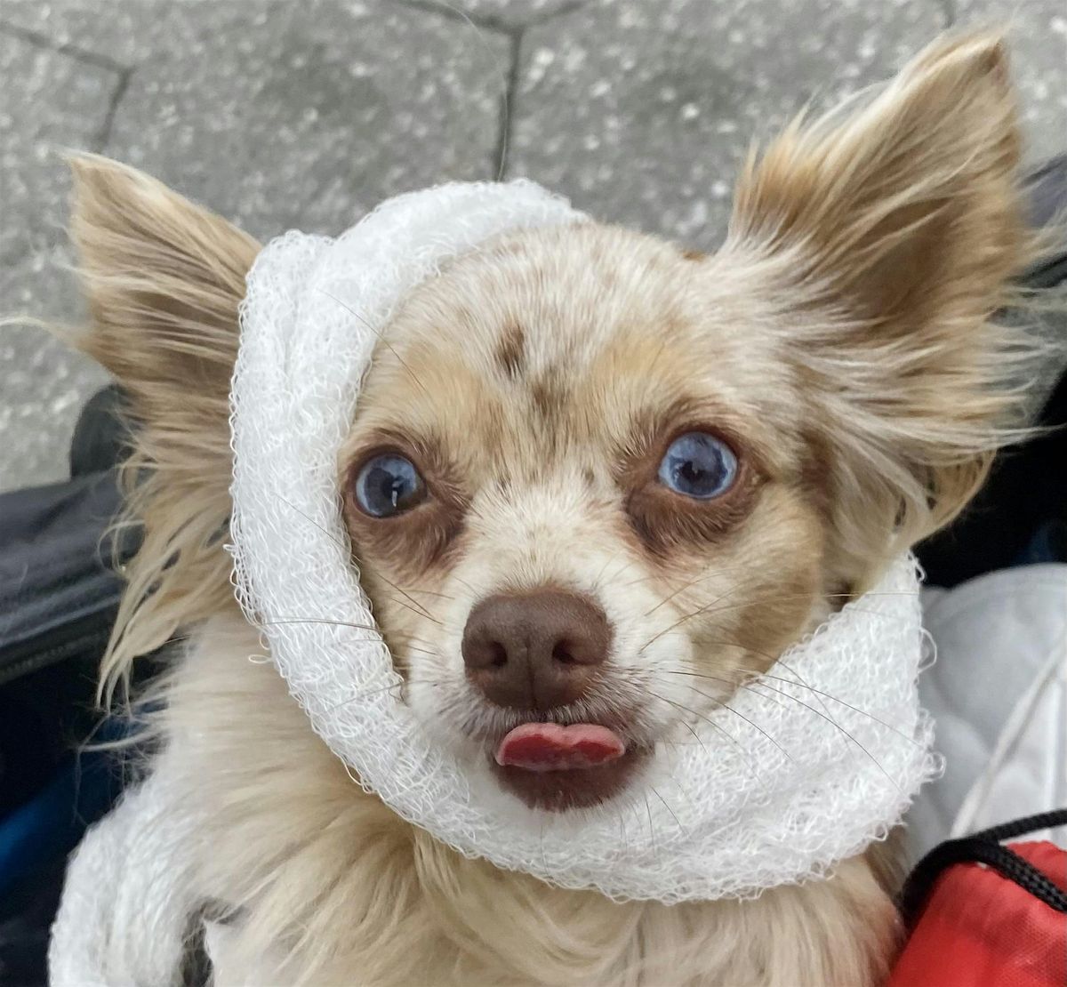 Pet First Aid and CPR, 26 August | Event in New York | AllEvents