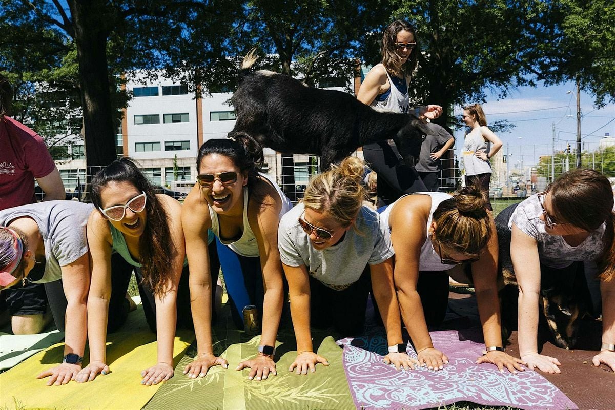 Goat Yoga in the Park, 26 July | Event in Memphis | AllEvents