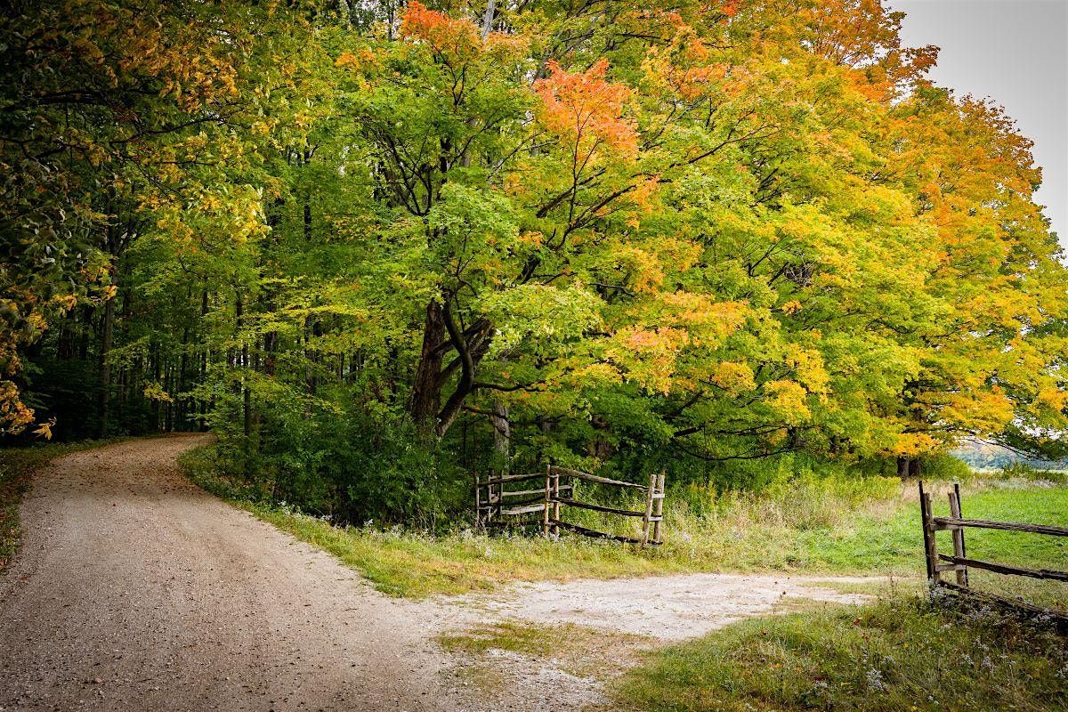 Fall Forest Bathing: shinrin-yoku, 15 November | Event in Shelburne | AllEvents