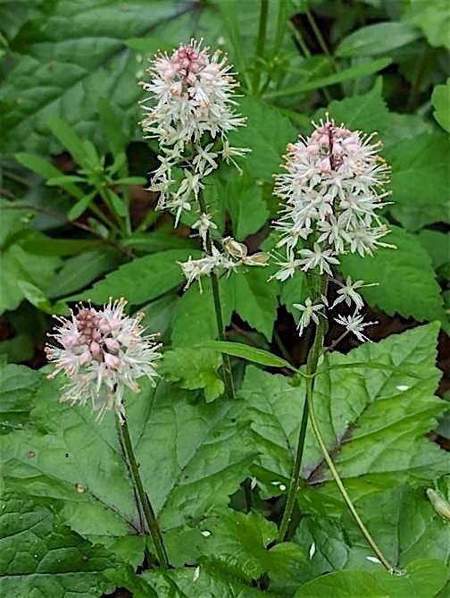 An Introduction to the Ecology of Spring Wildflowers, 14 April | Event in Clemson | AllEvents