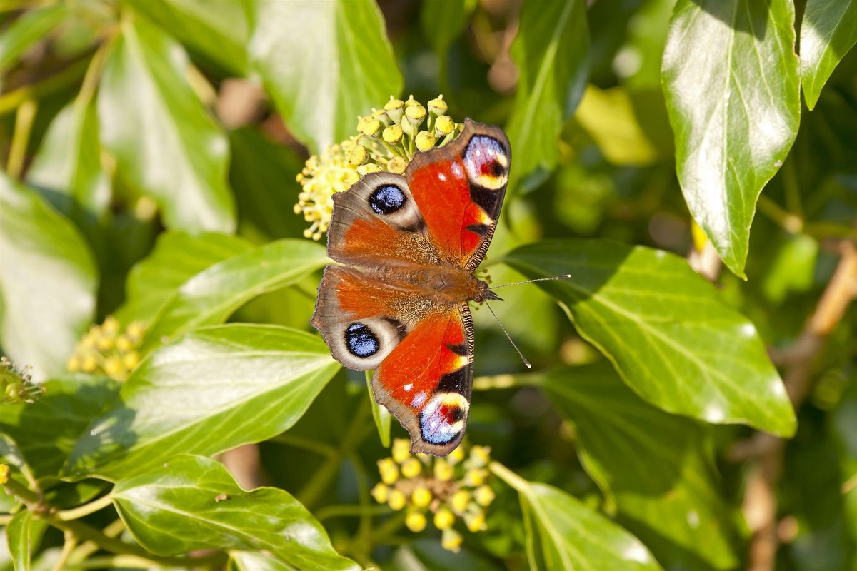Let's Learn Photography - Walsall, 5 November | Event in Walsall | AllEvents